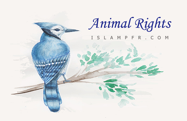 Animal Rights